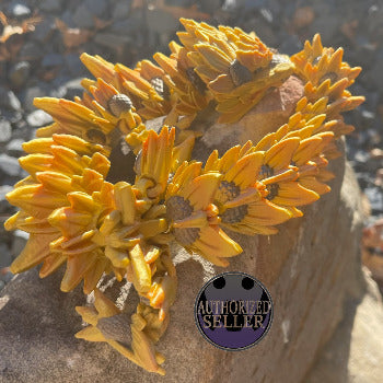 Over-the-top sunflower Dragon