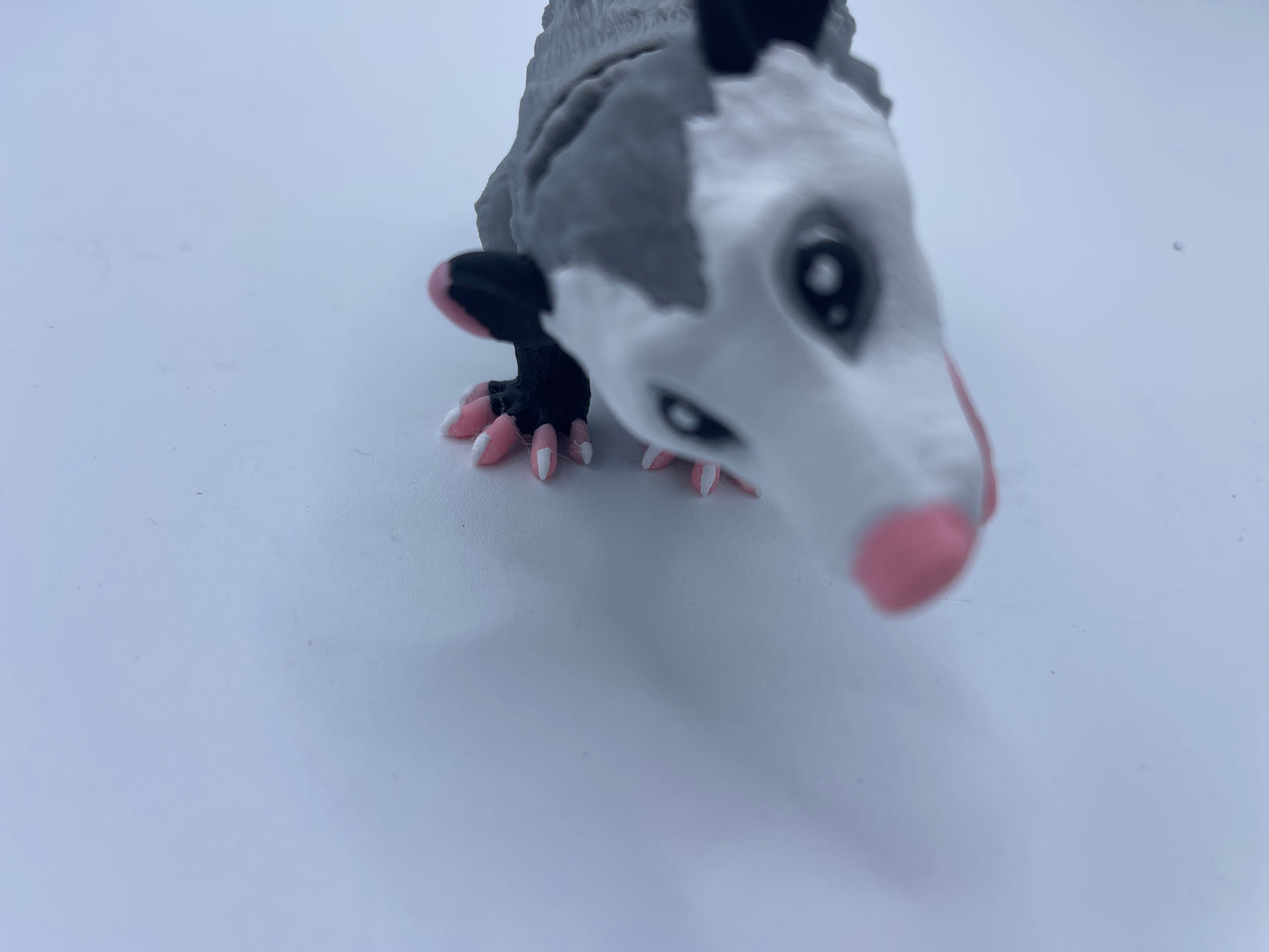 Possum