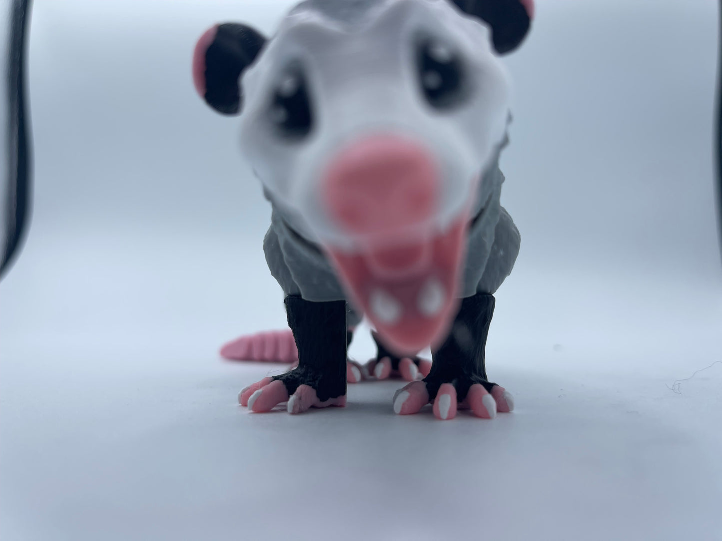 Possum
