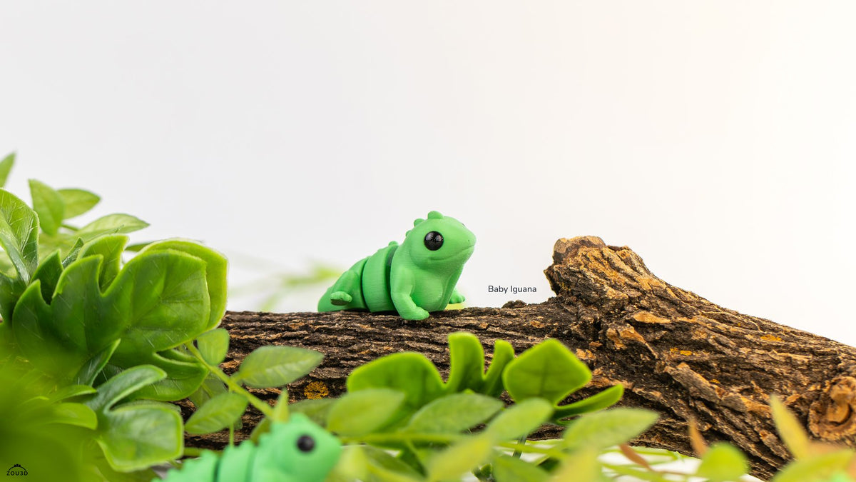 Baby Iguana