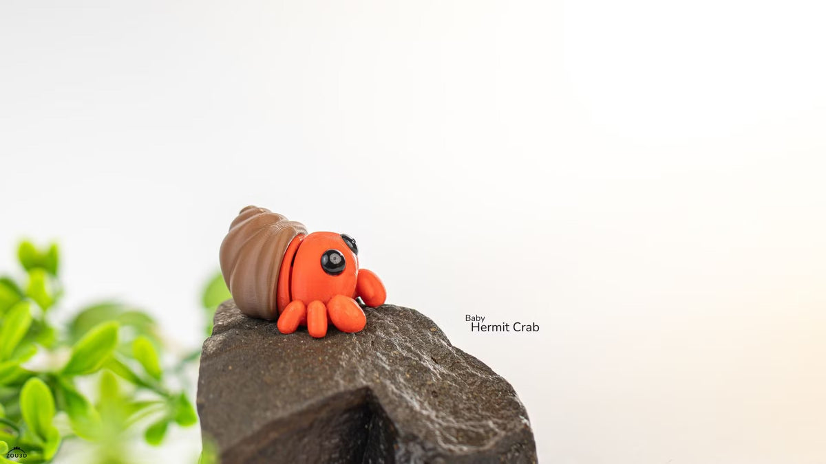 Tiny Hermit Crab