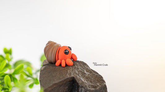 Tiny Hermit Crab